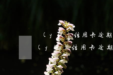 興業(yè)信用卡逾期還不了怎么辦-興業(yè)信用卡逾期還不了怎么辦電話