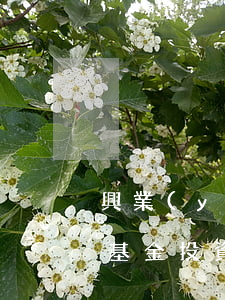 興業(yè)可轉(zhuǎn)債混合型基金投資價(jià)值分析報(bào)告