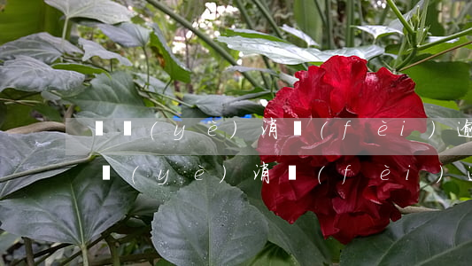 興業(yè)消費(fèi)逾期減免-興業(yè)消費(fèi)逾期減免