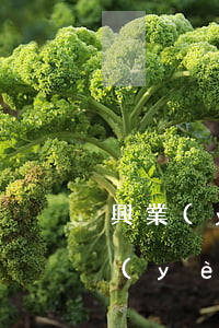 興業(yè)說(shuō)只還本金(興業(yè)銀行發(fā)短信說(shuō)本息還清)