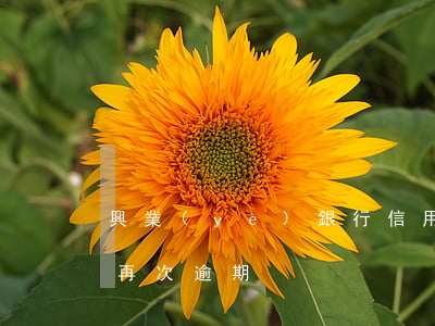 興業(yè)銀行信用卡協(xié)商后再次逾期