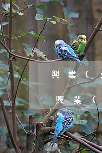 興業(yè)銀行信用卡逾期有什么后果-興業(yè)銀行信用卡逾期有什么后果嗎