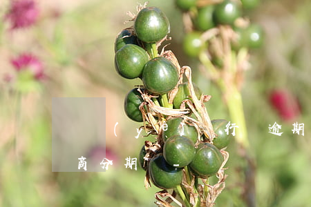 興業(yè)銀行剛逾期可以協(xié)商分期嗎-