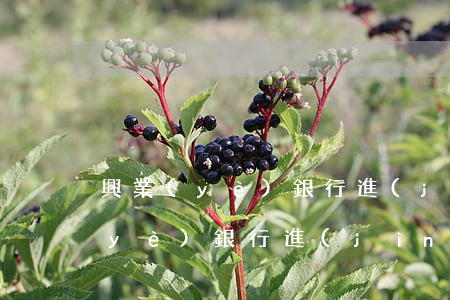 興業(yè)銀行進(jìn)賬單(興業(yè)銀行進(jìn)賬單怎么查)