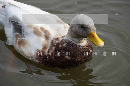 興用卡逾期(興用卡逾期過,還可以按揭買房子嗎?)
