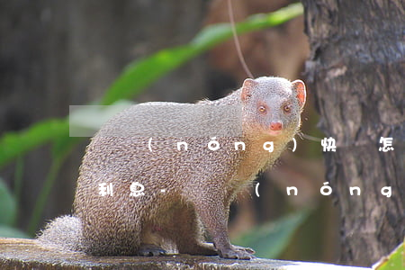 興農(nóng)快貸怎么查詢還款本金和利息-興農(nóng)快貸怎么查詢還款本金和利息呢
