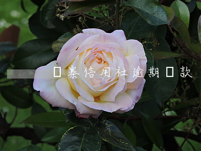 舊寨信用社逾期貸款
