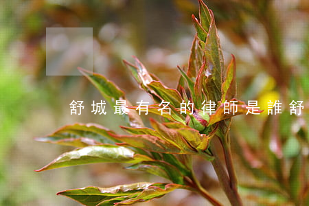 舒城最有名的律師是誰(舒城律師名單榜)
