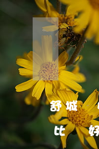 舒城離婚律師哪個比較好(舒城離婚律師哪個比較好)