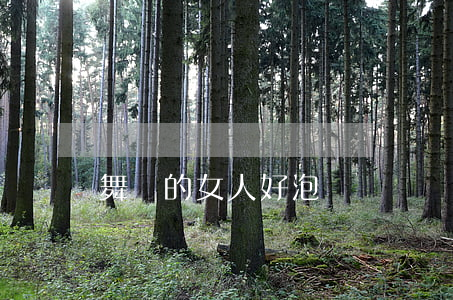 舞廳的女人好泡嗎
