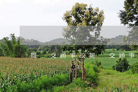 舞陽交通事故(舞陽交通事故肇事逃逸)
