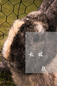 航旅貸逾期協(xié)商還款(航旅貸怎么還款)