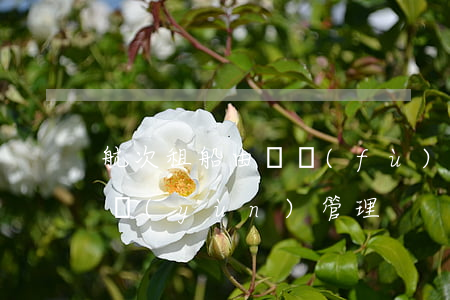 航次租船由誰負(fù)責(zé)船舶營運(yùn)管理