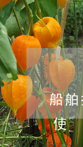 船舶抵押權(quán)的物上代位如何行使