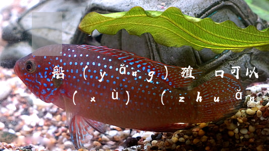 船養(yǎng)殖戶口可以過戶嗎(漁船手續(xù)轉(zhuǎn)讓好過戶嗎)