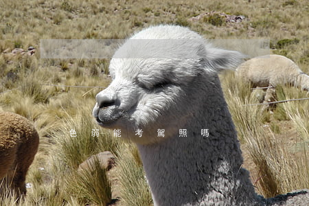 色弱能考駕照嗎