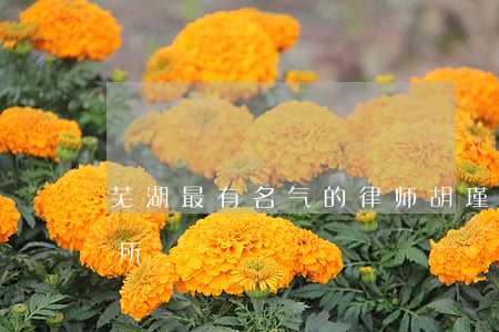 芜湖最有名气的律师胡瑾(芜湖知名律师事务所)