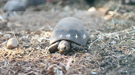 芜湖湾沚律师事务所(芜湖弋江区律师事务所有哪些)