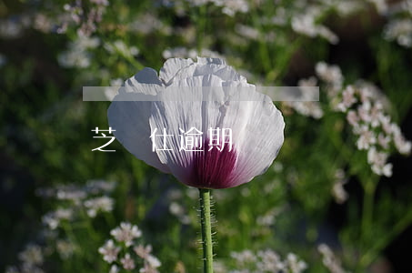 芝華仕逾期