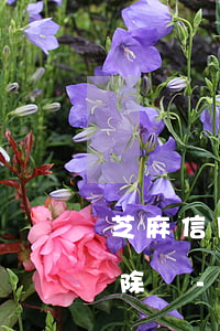 芝麻信用上用錢(qián)寶的逾期能消除嗎-芝麻信用上用錢(qián)寶的逾期能消除嗎安全嗎