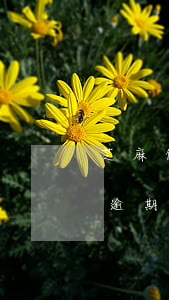 芝麻信用卡有逾期影響房貸嗎(芝麻信用卡有逾期影響房貸嗎貼吧)