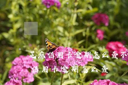 芝麻信用卡逾期怎么查(不知道哪個(gè)信用卡逾期怎么查)