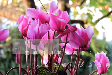 芝麻信用有逾期會(huì)影響個(gè)人征信嗎-芝麻信用有逾期會(huì)影響個(gè)人征信嗎知乎