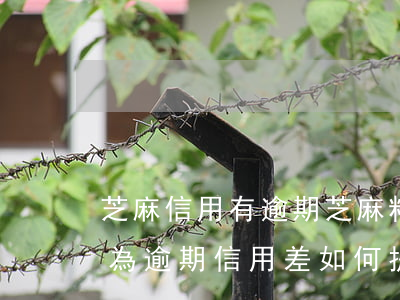 芝麻信用有逾期芝麻粒不夠怎么辦-芝麻因為逾期信用差如何提高
