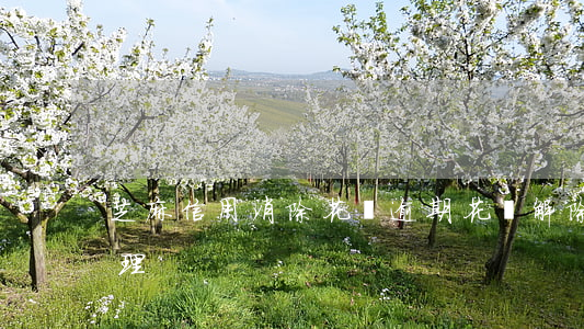 芝麻信用消除花唄逾期(花唄解除芝麻信用管理)