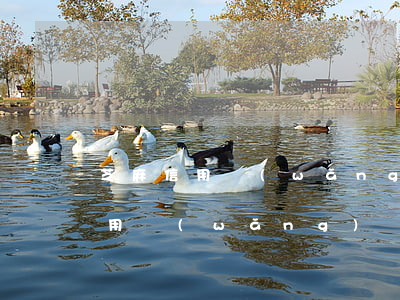 芝麻信用網(wǎng)貸逾期申訴(芝麻信用網(wǎng)貸如何申訴)