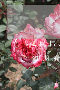 芝麻信用聯(lián)動(dòng)云逾期有什么影響-芝麻信用聯(lián)動(dòng)云逾期有什么影響嗎