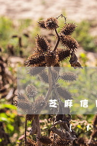 芝麻信用花唄逾期記錄(花唄逾期記錄都被修復(fù)了,還會影響芝麻信用嗎)