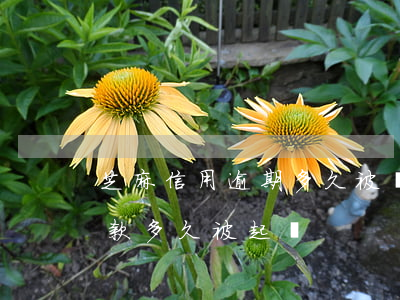芝麻信用逾期多久被銀行起訴(欠銀行信用貸款多久被起訴)