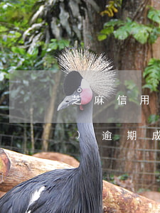 芝麻信用逾期如何還款(信用芝麻修復(fù)逾期成功)