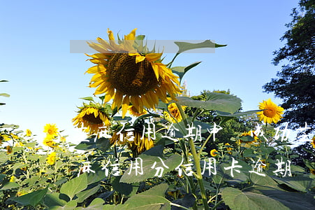 芝麻信用逾期申訴成功芝麻分會不會增加（芝麻信用分信用卡逾期）