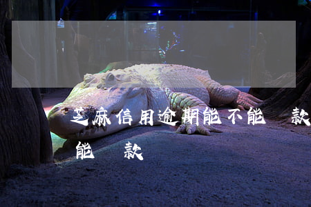 芝麻信用逾期能不能貸款(芝麻信用逾期能不能貸款)