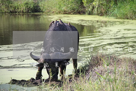 芝麻信用逾期被法院起訴(為什么芝麻信用有法院案件)