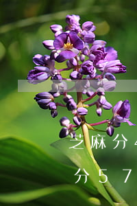 芝麻分433有網(wǎng)貸逾期(芝麻分578能下的貸款)