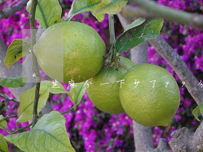 芝麻分一下少了99分没有逾期过