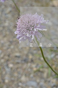 芝麻分免息分期貸款