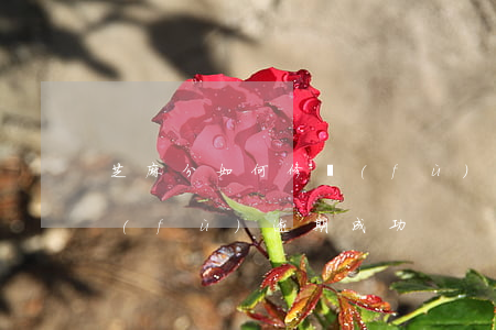 芝麻分如何修復(fù)逾期(信用芝麻修復(fù)逾期成功)