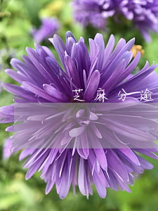 芝麻分逾期如何修復(fù)
