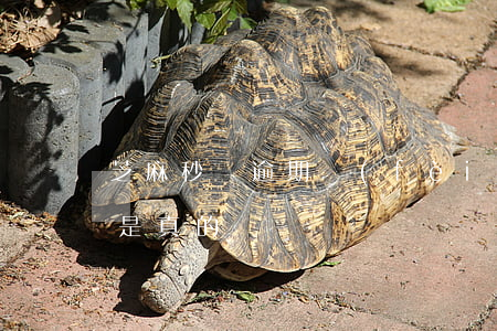芝麻秒貸逾期費(fèi)用 芝麻秒貸貸款是真的嗎