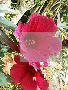 芝麻粒能修復(fù)花唄逾期嗎(支付寶芝麻豆修復(fù)花唄逾期)