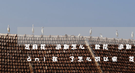 芝麻花唄逾期怎么還款(花唄逾期了,現(xiàn)在還了,怎么可以恢復芝麻分)