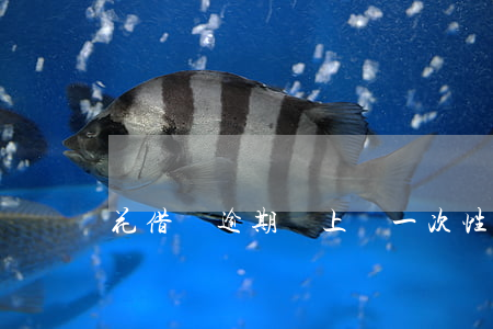 花借唄逾期還上讓一次性還清
