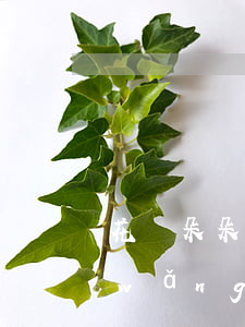 花兒朵朵分期購逾期(花兒朵朵分期購官網(wǎng))