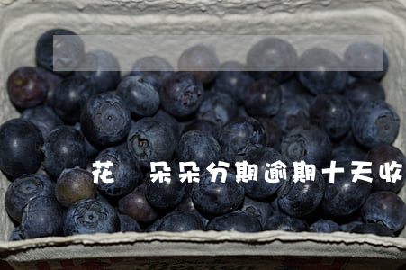 花兒朵朵分期逾期十天(收到分期花逾期信息)