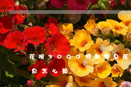 花呗3000分期免息(花呗分期3000利息怎么算)