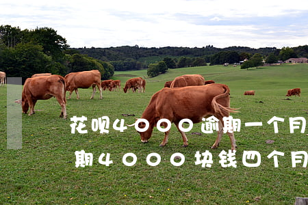 花呗4000逾期一个月会怎么样-花呗逾期4000块钱四个月会被告上法庭吗